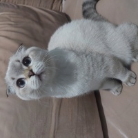 Scottish Fold, Kedi  Pamuk fotoğrafı