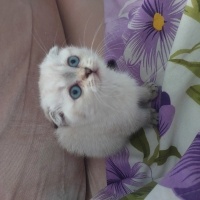 Scottish Fold, Kedi  Pamuk fotoğrafı
