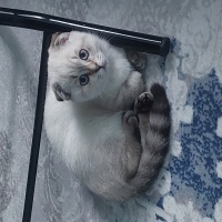 Scottish Fold, Kedi  Pamuk fotoğrafı