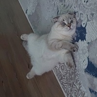 Scottish Fold, Kedi  Pamuk fotoğrafı