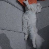 British Longhair, Kedi  Bulut fotoğrafı