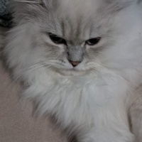 British Longhair, Kedi  Bulut fotoğrafı
