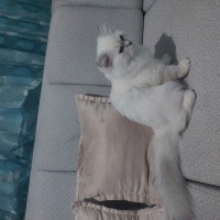 British Longhair, Kedi  Bulut fotoğrafı