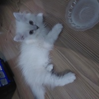 British Longhair, Kedi  Bulut fotoğrafı