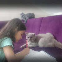 British Shorthair, Kedi  Şila fotoğrafı
