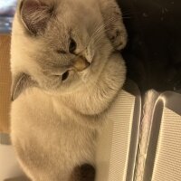 British Shorthair, Kedi  Bulut fotoğrafı