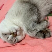 British Shorthair, Kedi  Bulut fotoğrafı