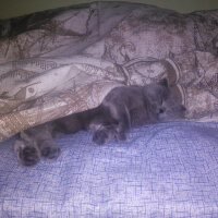 Scottish Fold, Kedi  Rakun fotoğrafı