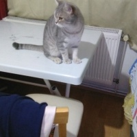 American Shorthair, Kedi  Üye fotoğrafı