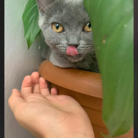 British Shorthair, Kedi  Miya fotoğrafı