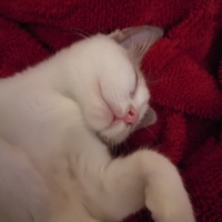 Tekir Kedi, Kedi  Mia fotoğrafı