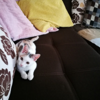 Tekir Kedi, Kedi  Mia fotoğrafı
