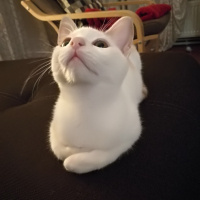 Tekir Kedi, Kedi  Mia fotoğrafı
