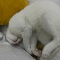 Tekir Kedi, Kedi  Makiato fotoğrafı