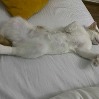 Tekir Kedi, Kedi  Makiato fotoğrafı