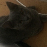 British Shorthair, Kedi  Mia fotoğrafı