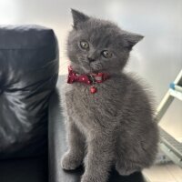 British Shorthair, Kedi  GANDALF fotoğrafı