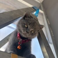 British Shorthair, Kedi  GANDALF fotoğrafı