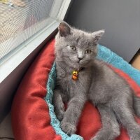 British Shorthair, Kedi  GANDALF fotoğrafı