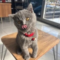 British Shorthair, Kedi  GANDALF fotoğrafı