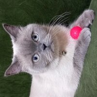 British Shorthair, Kedi  Luna fotoğrafı