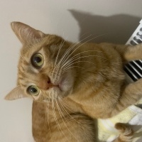Sarman, Kedi  Limon fotoğrafı
