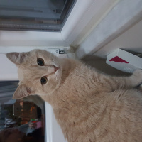 British Shorthair, Kedi  Behlül fotoğrafı