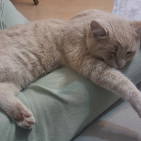 British Shorthair, Kedi  Behlül fotoğrafı