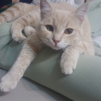 British Shorthair, Kedi  Behlül fotoğrafı