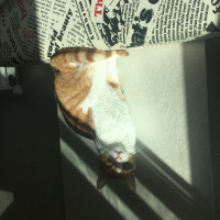 Tekir Kedi, Kedi  Çorap fotoğrafı
