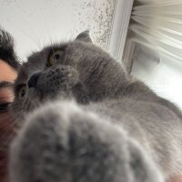 Scottish Fold, Kedi  Suşi fotoğrafı