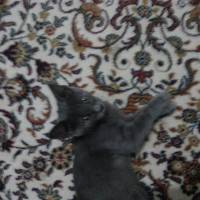 Soke, Kedi  Minik fotoğrafı