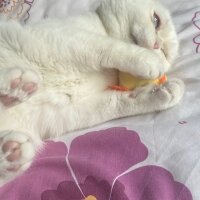 Scottish Fold, Kedi  Meze fotoğrafı