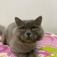 British Longhair, Kedi  Pati fotoğrafı