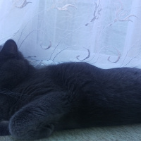British Shorthair, Kedi  paşa fotoğrafı