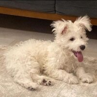 West Highland White Terrier, Köpek  Riki fotoğrafı