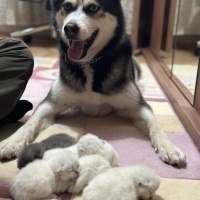 Sibirya Kurdu (Husky), Köpek  BALKAN fotoğrafı