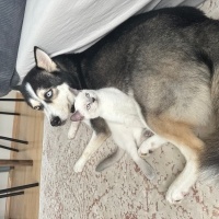 Sibirya Kurdu (Husky), Köpek  BALKAN fotoğrafı