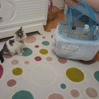 Tekir Kedi, Kedi  MİA fotoğrafı