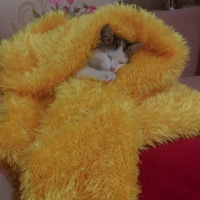 Tekir Kedi, Kedi  MİA fotoğrafı
