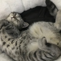 British Shorthair, Kedi  Tarkan fotoğrafı