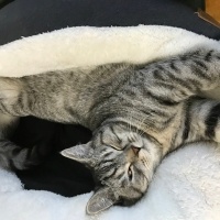 British Shorthair, Kedi  Tarkan fotoğrafı