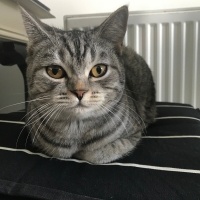 British Shorthair, Kedi  Tarkan fotoğrafı