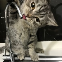 British Shorthair, Kedi  Tarkan fotoğrafı