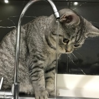 British Shorthair, Kedi  Tarkan fotoğrafı