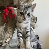 British Shorthair, Kedi  Tarkan fotoğrafı