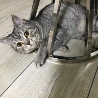 British Shorthair, Kedi  Tarkan fotoğrafı