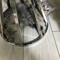 British Shorthair, Kedi  Tarkan fotoğrafı
