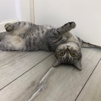 British Shorthair, Kedi  Tarkan fotoğrafı