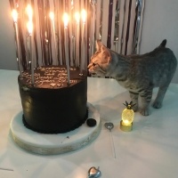 British Shorthair, Kedi  Tarkan fotoğrafı